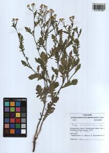 Rorippa × armoracioides (Tausch) Fuss, Siberia, Altai & Sayany Mountains (S2) (Russia)