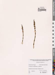 Equisetum sylvaticum L., Siberia, Russian Far East (S6) (Russia)