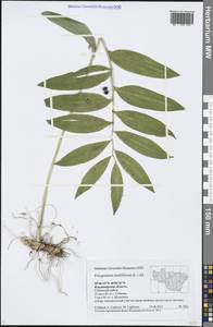 Polygonatum multiflorum (L.) All., Eastern Europe, Central region (E4) (Russia)