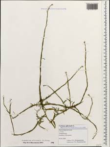 Sisymbrium officinale (L.) Scop., Caucasus, Black Sea Shore (from Novorossiysk to Adler) (K3) (Russia)