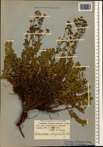 Potentilla pimpinelloides L., Caucasus, Stavropol Krai, Karachay-Cherkessia & Kabardino-Balkaria (K1b) (Russia)