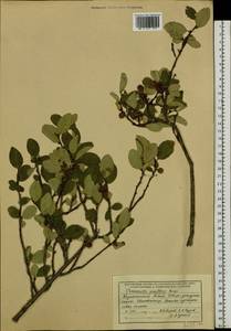 Cotoneaster uniflorus Bunge, Siberia, Western (Kazakhstan) Altai Mountains (S2a) (Kazakhstan)