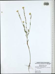 Berteroa incana (L.) DC., Eastern Europe, Central region (E4) (Russia)