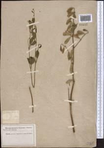 Zygophyllum brachypterum Kar. & Kir., Middle Asia, Karakum (M6) (Turkmenistan)