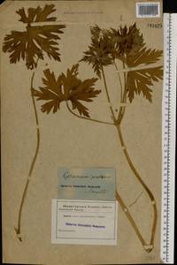 Geranium pratense L., Eastern Europe, Central forest region (E5) (Russia)