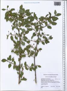 Lonicera korolkowii Stapf, Middle Asia, Western Tian Shan & Karatau (M3) (Kyrgyzstan)