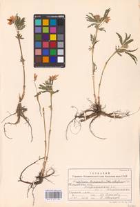 Trifolium lupinaster L., Eastern Europe, Eastern region (E10) (Russia)