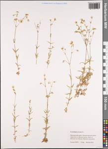 Cerastium arvense L., Siberia, Russian Far East (S6) (Russia)