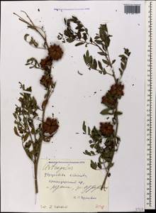 Glycyrrhiza echinata L., Caucasus, Black Sea Shore (from Novorossiysk to Adler) (K3) (Russia)