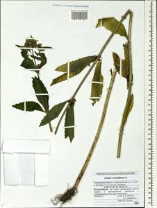 Hylotelephium verticillatum (L.) H. Ohba, Siberia, Russian Far East (S6) (Russia)