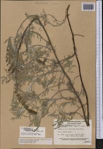 Ambrosia chamissonis (Less.) Greene, America (AMER) (Canada)