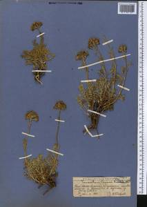 Hippolytia megacephala (Rupr.) P. Poljakov, Middle Asia, Western Tian Shan & Karatau (M3) (Kazakhstan)