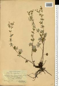 Potentilla argentea L., Eastern Europe, South Ukrainian region (E12) (Ukraine)