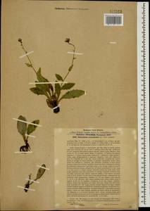 Hieracium caucasiense Arv.-Touv. ex Lipsky, Caucasus, Stavropol Krai, Karachay-Cherkessia & Kabardino-Balkaria (K1b) (Russia)