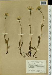 Arnica intermedia Turcz., Siberia, Central Siberia (S3) (Russia)