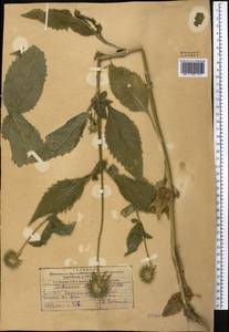 Dipsacus strigosus Willd., Middle Asia, Kopet Dag, Badkhyz, Small & Great Balkhan (M1) (Turkmenistan)