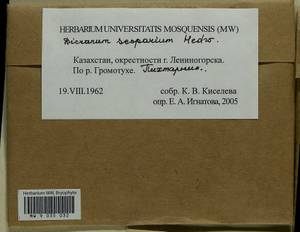 Dicranum scoparium Hedw., Bryophytes, Bryophytes - Middle Asia & Kazakhstan (B16) (Kazakhstan)