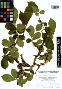 Ulmus davidiana var. japonica (Rehder) Nakai, Siberia, Baikal & Transbaikal region (S4) (Russia)