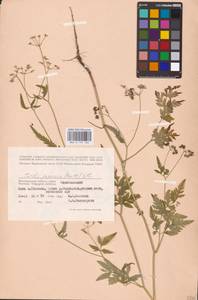 Torilis japonica (Houtt.) DC., Eastern Europe, Lower Volga region (E9) (Russia)
