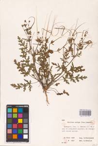 Erodium botrys (Cav.) Bertol., Eastern Europe, Belarus (E3a) (Belarus)