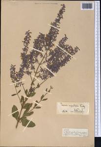 Salvia karelinii J.B.Walker, Middle Asia, Pamir & Pamiro-Alai (M2)