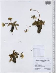 Taraxacum megalorhizon (Forssk.) Hand.-Mazz., Western Europe (EUR) (Italy)