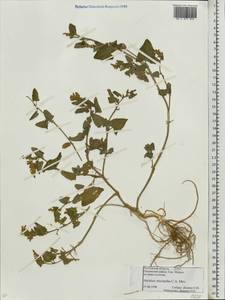Atriplex micrantha Ledeb., Eastern Europe, Rostov Oblast (E12a) (Russia)
