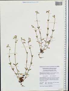 Cerastium holosteoides Fries emend. Hyl., Eastern Europe, Northern region (E1) (Russia)