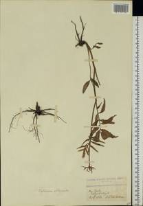 Valeriana officinalis L., Eastern Europe, North Ukrainian region (E11) (Ukraine)