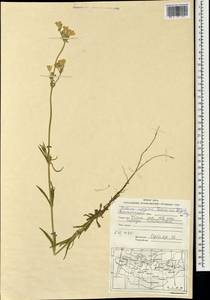 Silene aprica Turcz. ex Fisch. & C. A. Mey., Mongolia (MONG) (Mongolia)