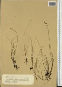 Carex davalliana Sm., Western Europe (EUR) (Poland)