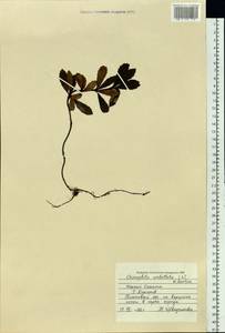 Chimaphila umbellata (L.) W. P. C. Barton, Siberia, Russian Far East (S6) (Russia)