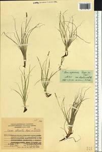 Carex argunensis Turcz. ex Trevir., Siberia, Russian Far East (S6) (Russia)