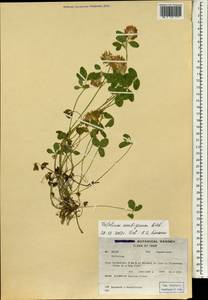 Trifolium ambiguum M.Bieb., South Asia, South Asia (Asia outside ex-Soviet states and Mongolia) (ASIA) (Iran)