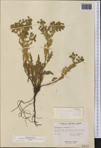 Potentilla supina subsp. paradoxa (Nutt. ex Torr. & A. Gray) Soják, America (AMER) (Canada)