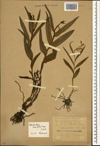 Cephalanthera longifolia (L.) Fritsch, Caucasus, Krasnodar Krai & Adygea (K1a) (Russia)