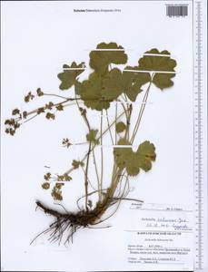 Alchemilla hebescens Juz., Eastern Europe, Central forest-and-steppe region (E6) (Russia)