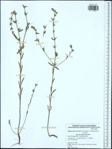 Buglossoides arvensis, Eastern Europe, Central region (E4) (Russia)
