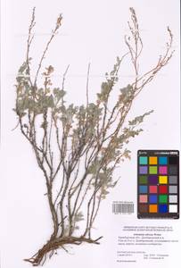 Artemisia nitrosa Weber ex Stechm., Eastern Europe, Eastern region (E10) (Russia)