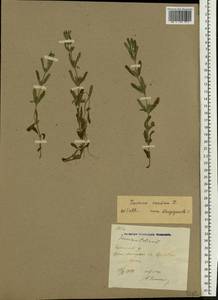 Teucrium scordium L., Eastern Europe, North Ukrainian region (E11) (Ukraine)