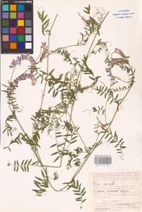 Vicia cracca L., Eastern Europe, Lower Volga region (E9) (Russia)