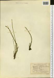Equisetum variegatum Schleich. ex F. Weber & D. Mohr, Siberia, Baikal & Transbaikal region (S4) (Russia)