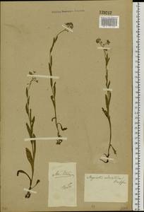 Myosotis sylvatica Ehrh. ex Hoffm., Siberia, Western (Kazakhstan) Altai Mountains (S2a) (Kazakhstan)