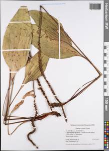 Plantago cornuti Gouan, Eastern Europe, Lower Volga region (E9) (Russia)