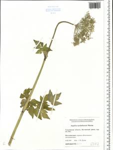 Angelica anomala subsp. sachalinensis (Maxim.) H. Ohba, Siberia, Russian Far East (S6) (Russia)
