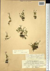 Epilobium anagallidifolium Lam., Siberia, Western Siberia (S1) (Russia)