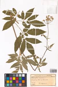 Chaerophyllum aromaticum L., Eastern Europe, Moscow region (E4a) (Russia)