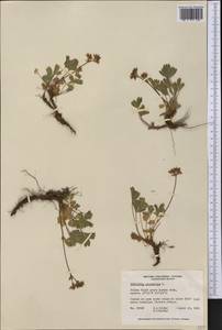 Sibbaldia procumbens L., America (AMER) (Canada)