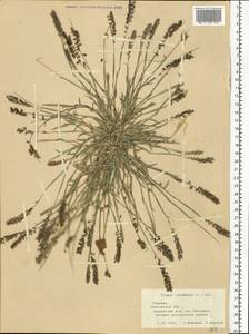 Tragus racemosus (L.) All., Eastern Europe, South Ukrainian region (E12) (Ukraine)