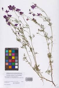 Delphinium ajacis L., Eastern Europe, Rostov Oblast (E12a) (Russia)